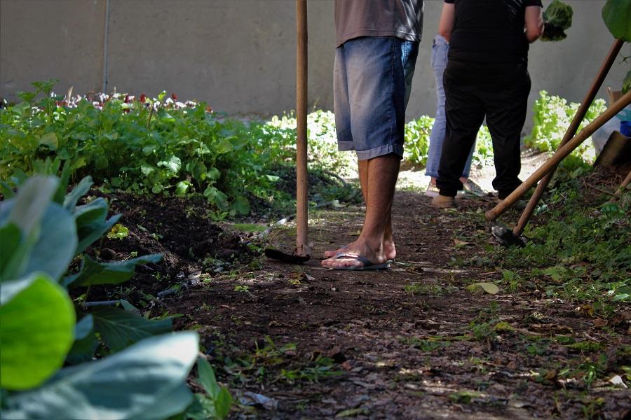 Horta no Coelhão