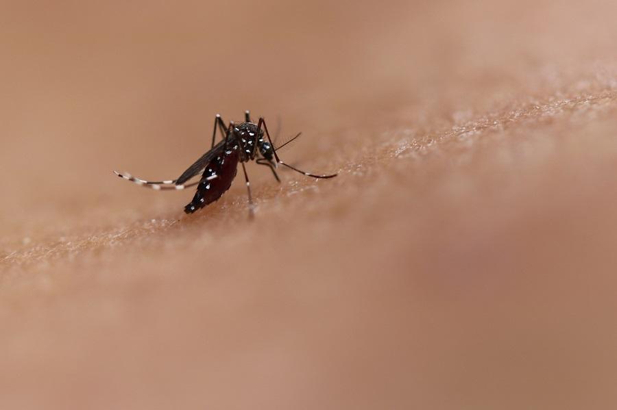 Guaíba ainda não registrou casos de dengue em 2020, afirma Secretaria Estadual de Saúde