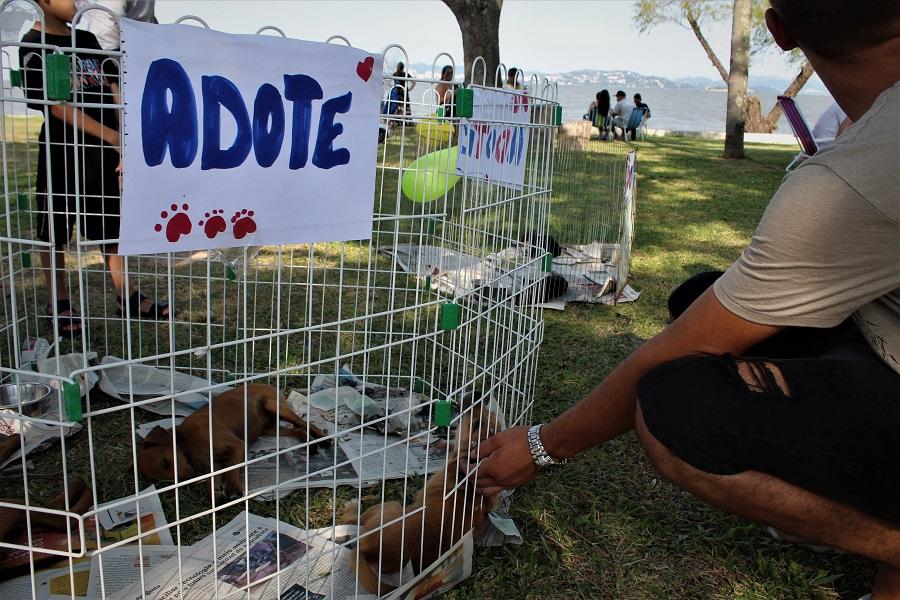 Protetores realizam feira de adoção de pequenos filhotes na Área Verde