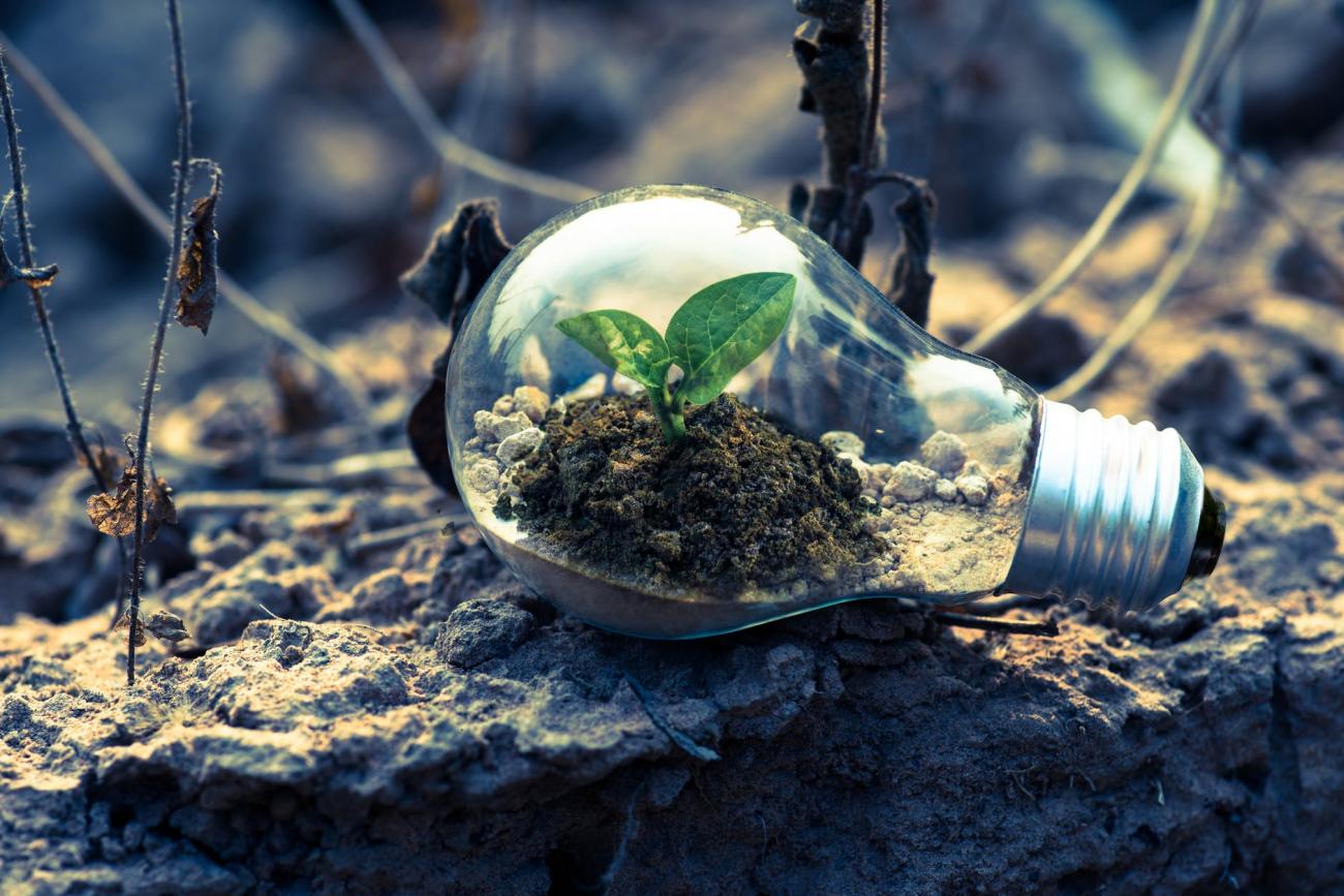 5 de junho é o Dia Mundial do Meio Ambiente; o que temos a comemorar?