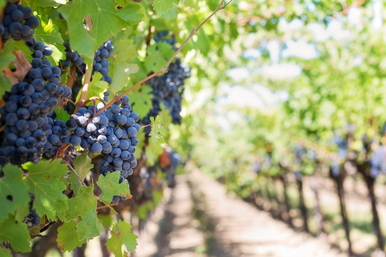 Safra para vinhos de 2020 é considerada a melhor de todos os tempos no RS; veja o porquê