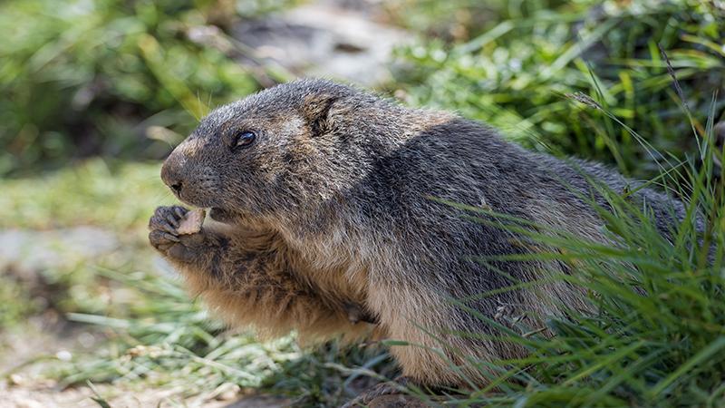 Caso de peste bubônica faz China emitir alerta no interior no país; carne de marmota pode ser causadora