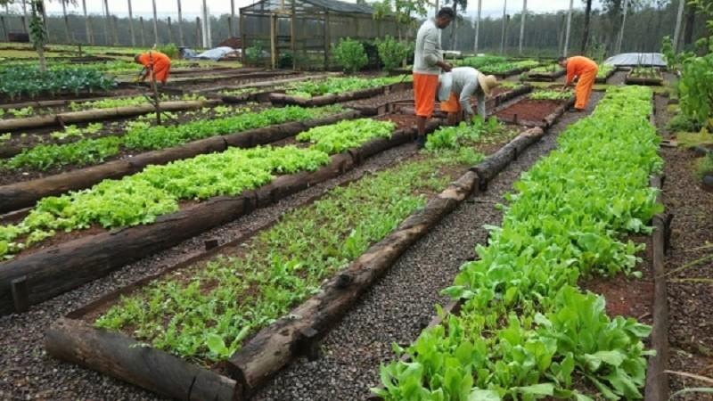 Levantamento identifica 55 hortas prisionais no RS, que alimentam apenados e ajudam asilos, hospitais e creches