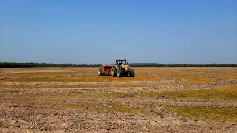 Estimativa inicial da Emater/RS aponta que safra de verão pode ser a segunda maior do Estado