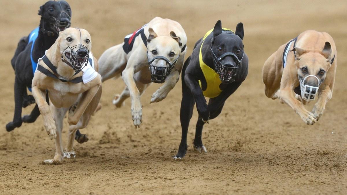 Decreto proíbe corridas de cães no RS e Projeto de Lei que consolida proteção aos animais é enviado à Assembleia