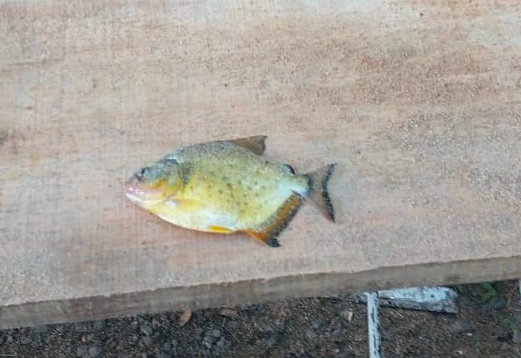 Piranhas aparecem no Rio Jacuí e há chances de chegarem ao Guaíba; entenda como espécie chegou na região