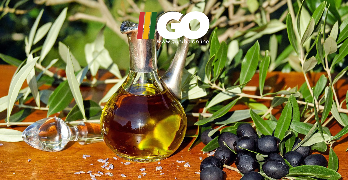 Rota das Oliveiras: Prefeito de Guaíba apresenta projeto de turismo com foco na olivicultura; veja detalhes