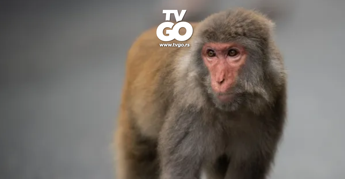 Guaíba tem primeiro caso confirmado de Varíola dos Macacos; entenda a doença