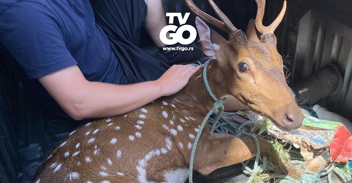 Moradora de Guaíba encontra cervo exótico em seu quintal; animal é resgatado com segurança
