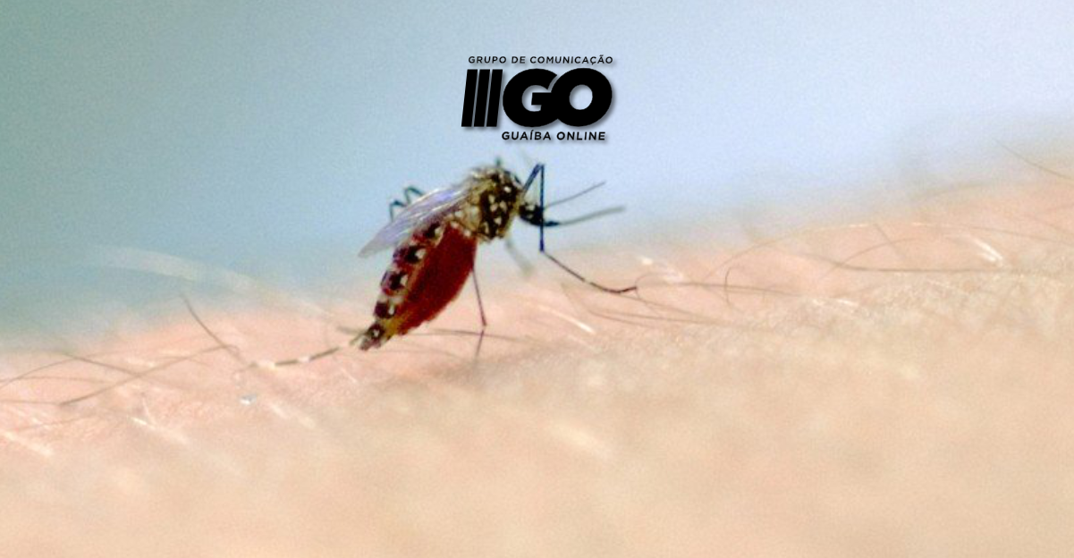 Com mais um óbito confirmado, Rio Grande do Sul registra quarenta mortes por dengue em 2023