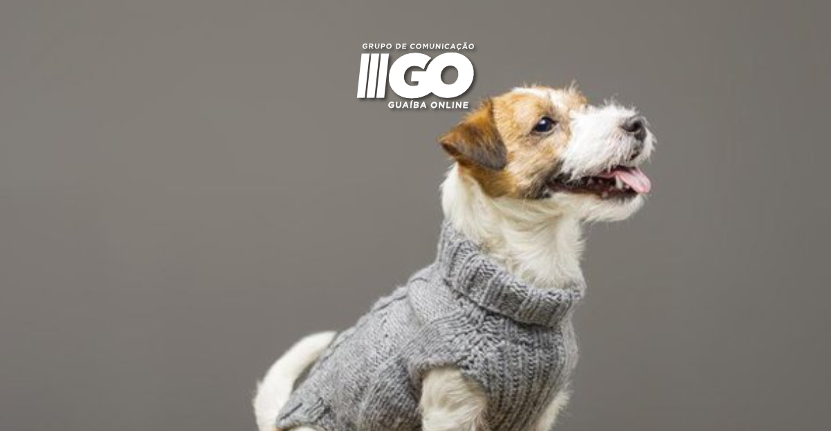 Guaíba lança a Campanha do Agasalho Pet 2023; veja como doar