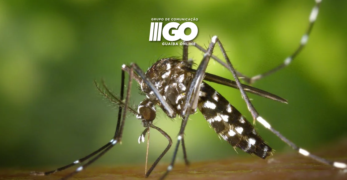 Guaíba tem 11 casos de dengue confirmados; sete foram importados