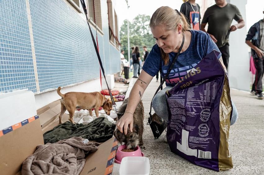 Cerca de 20 mil animais serão microchipados e castrados pelo Governo Estadual