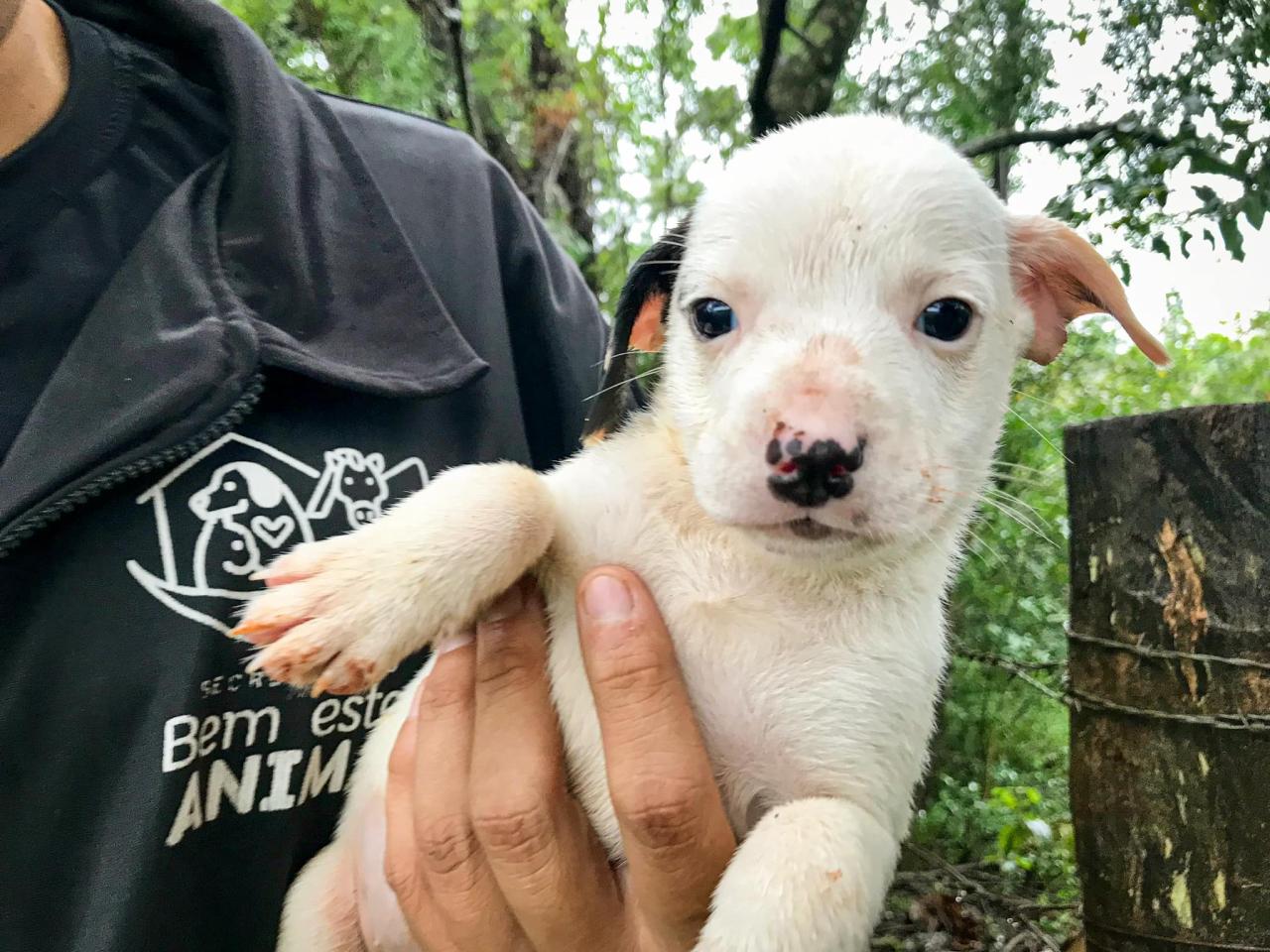 Sebea de Guaíba afirma que é falsa a notícia sobre eutanásia nos abrigos de pets