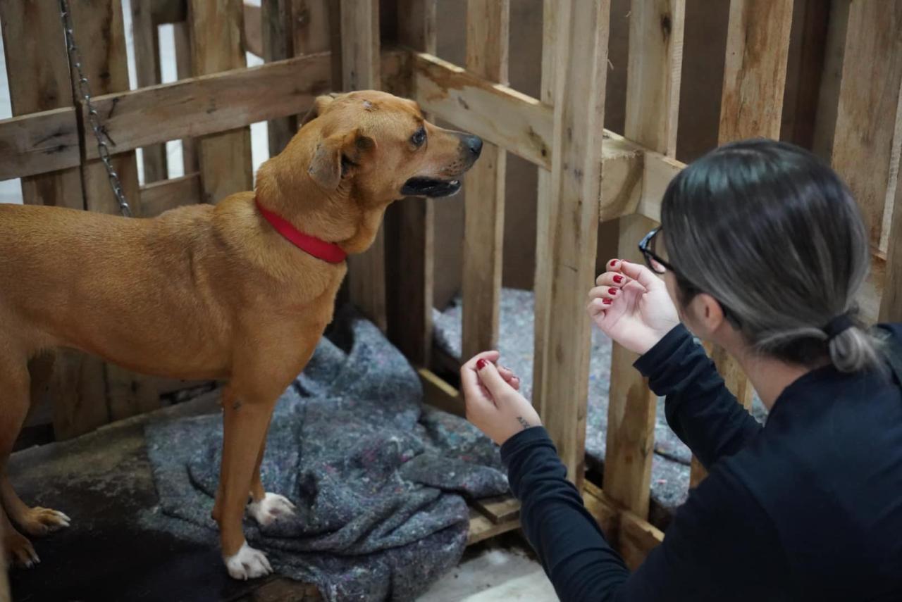 Abrigo do Portão da Alegria realiza Arraial de Adoções em Guaíba