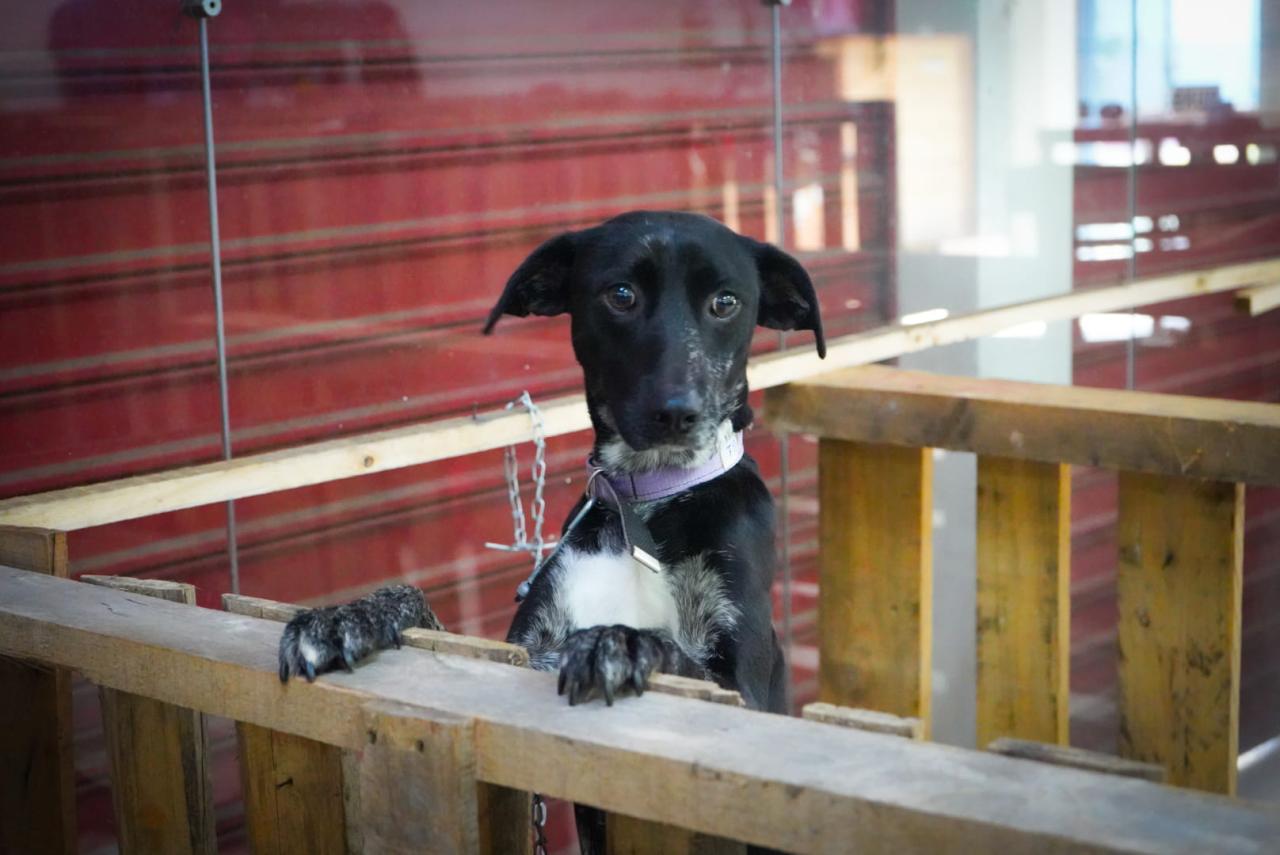 Feira de adoção de animais resgatados ocorrerá no sábado no bairro Santa Rita