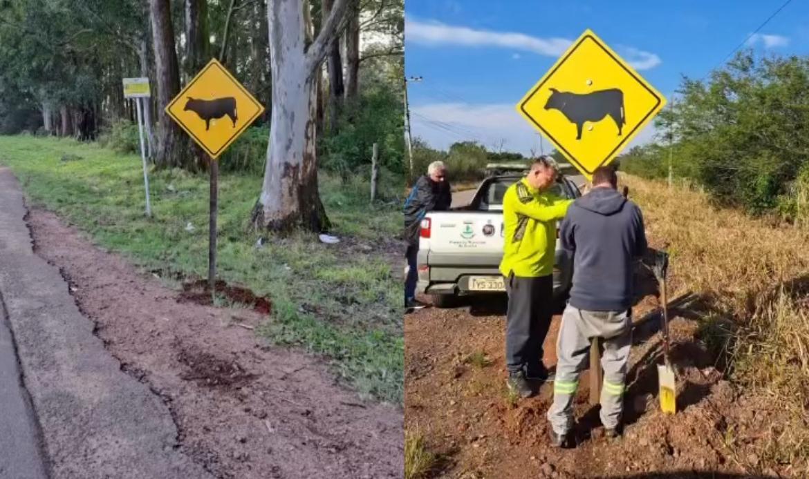 Placas de sinalização de animais soltos são instaladas na Estrada Ismael Chaves Barcelos