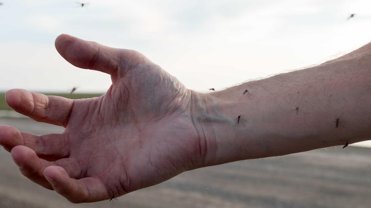 Ministério da Saúde confirma primeiras mortes por febre Oropouche no país