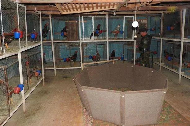 Brigada Militar apreende 41 galos e galinhas em propriedade com arena de rinha