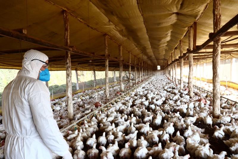 Ministério da Agricultura encerra estado de emergência para doença de Newcastle no RS