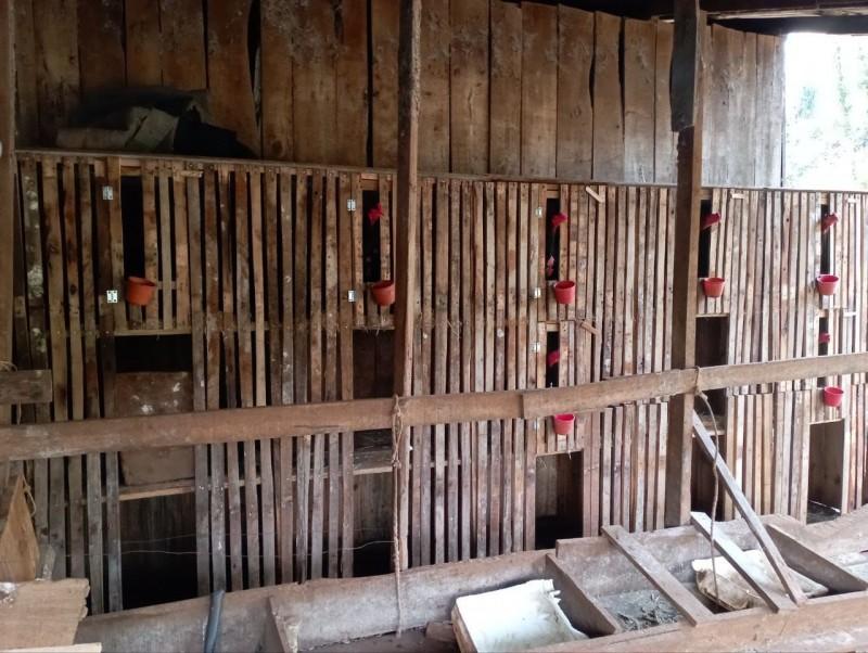 Brigada Militar apreende 36 galos e equipamentos utilizados em rinha de animais em uma propriedade rural