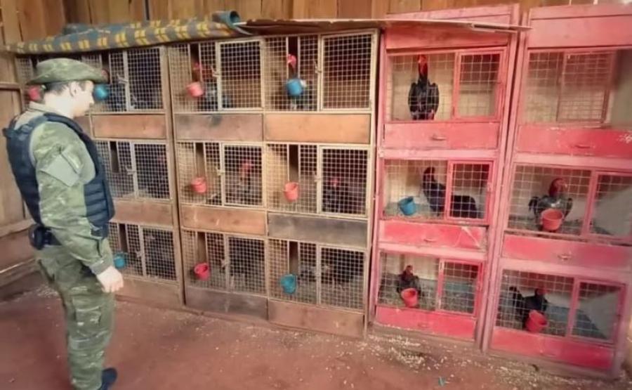 Polícia prende 23 pessoas durante rinha de galos na Região Carbonífera