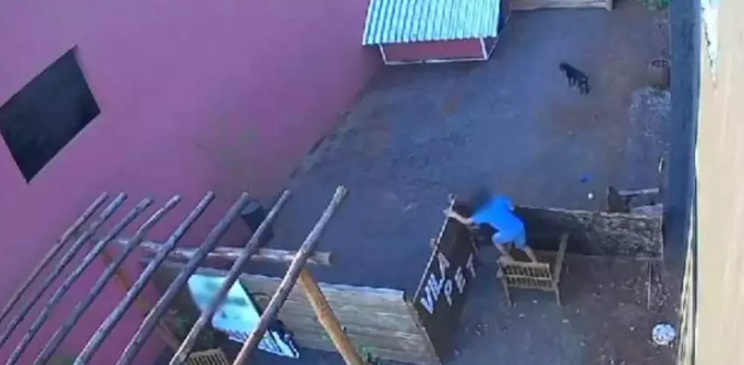 Criança de 9 anos invade hospital veterinário e mata 23 animais no Paraná