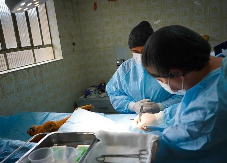 Veterinários realizam primeira cirurgia de castração em Clínica Pública de Guaíba
