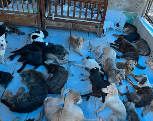 Após morte de protetora de animais, cerca de 400 cachorros precisam de ajuda urgente.
