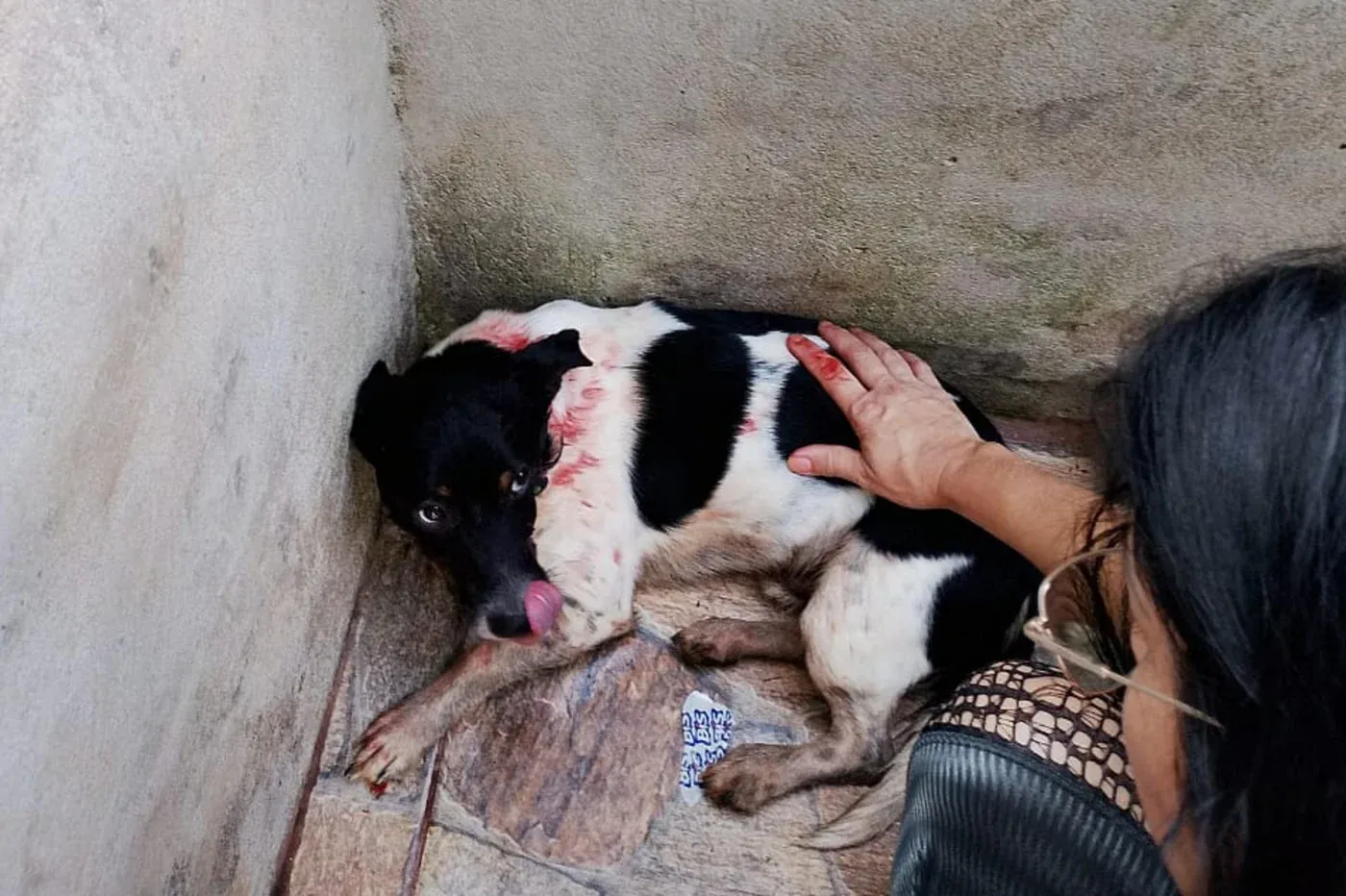 Cão é atingido por 30 chumbinhos e vizinho é preso em flagrante em Passo Fundo