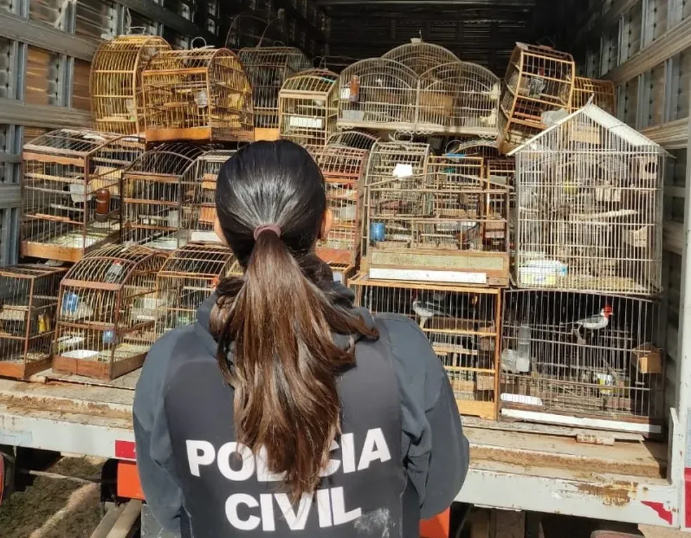 Condenados por transportar 153 aves silvestres em Porto Alegre devem pagar R$ 75 mil