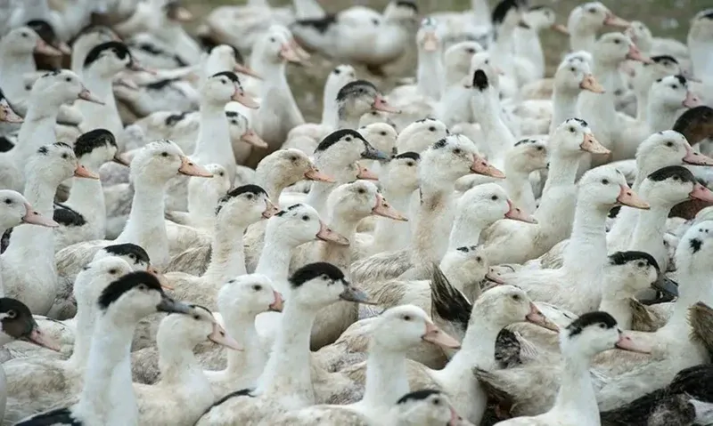 Gripe aviária causa morte de aves no maior zoológico do Rio Grande do Sul