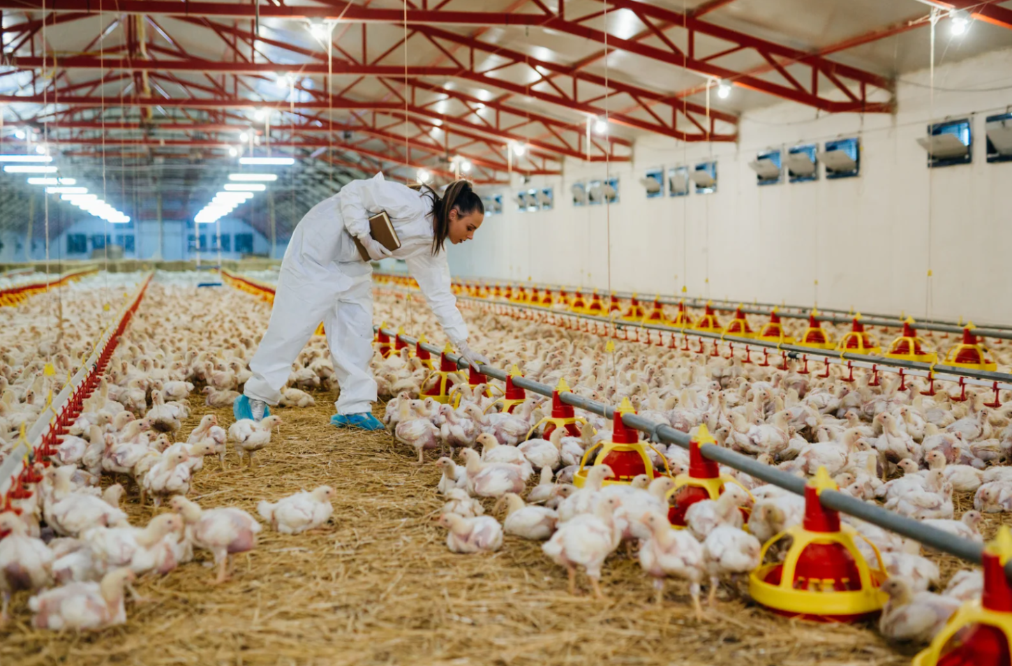 Gripe aviária no Rio Grande do Sul interrompe exportações à China por 60 dias