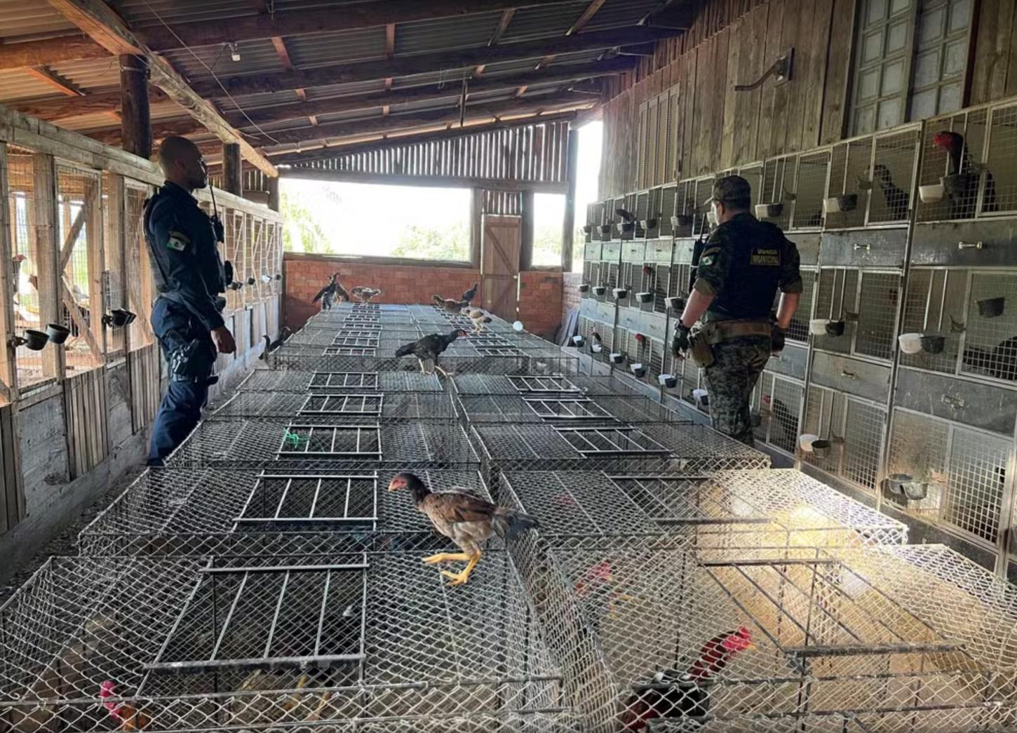 Mais de 500 galos são encontrados em chácara durante operação da Guarda Municipal em Estância Velha