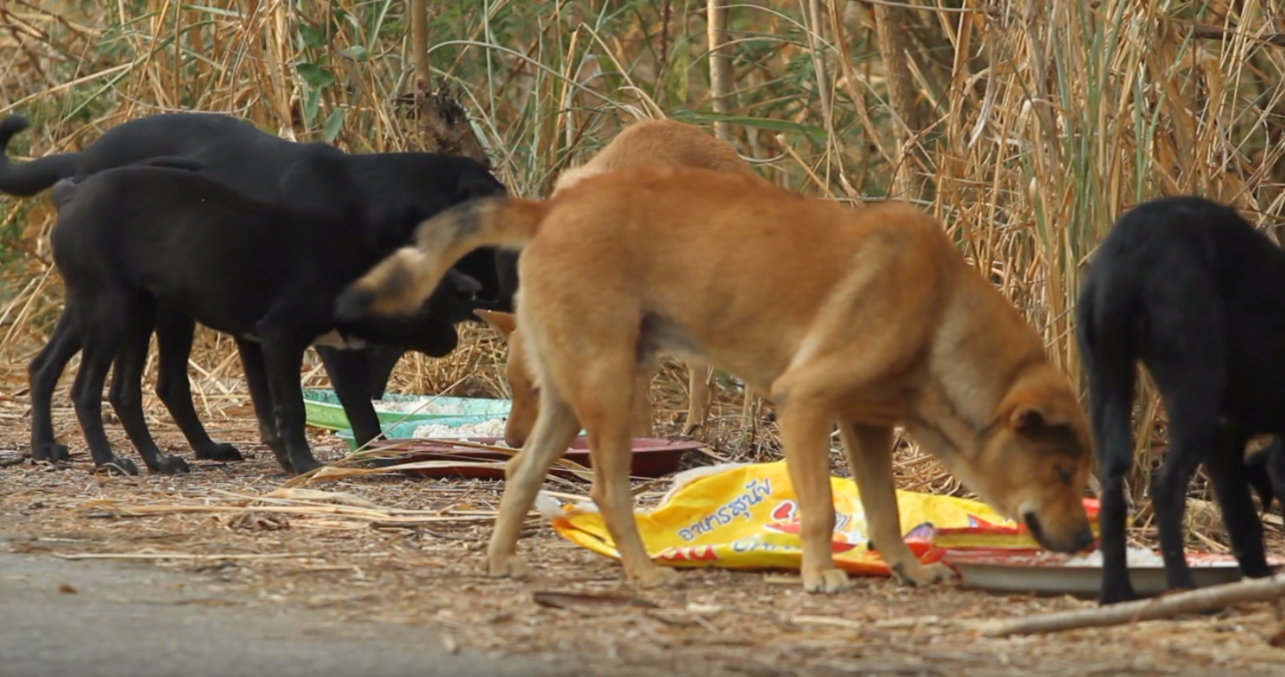 Morte de cães por envenenamento em Caçapava do Sul já ultrapassa 30 casos, aponta investigação