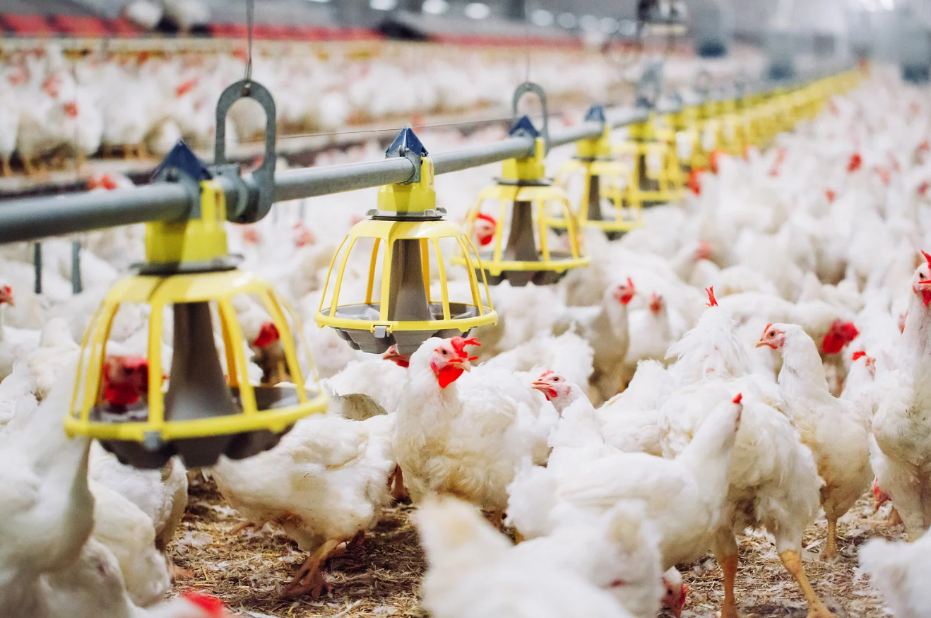 Países suspendem importações de carne de frango do Brasil após registro de gripe aviária no RS