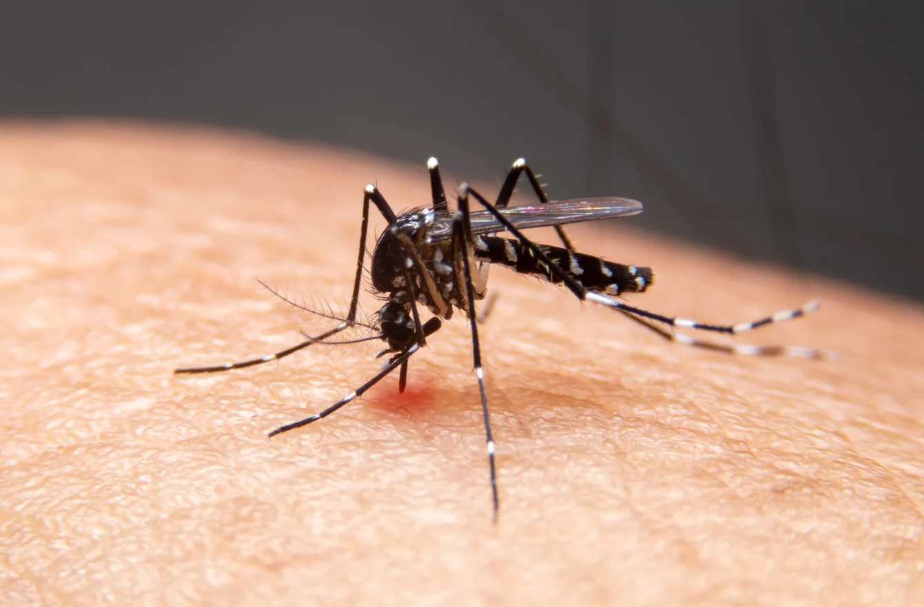 Porto Alegre registra 11 mortes confirmadas por dengue; investigações continuam