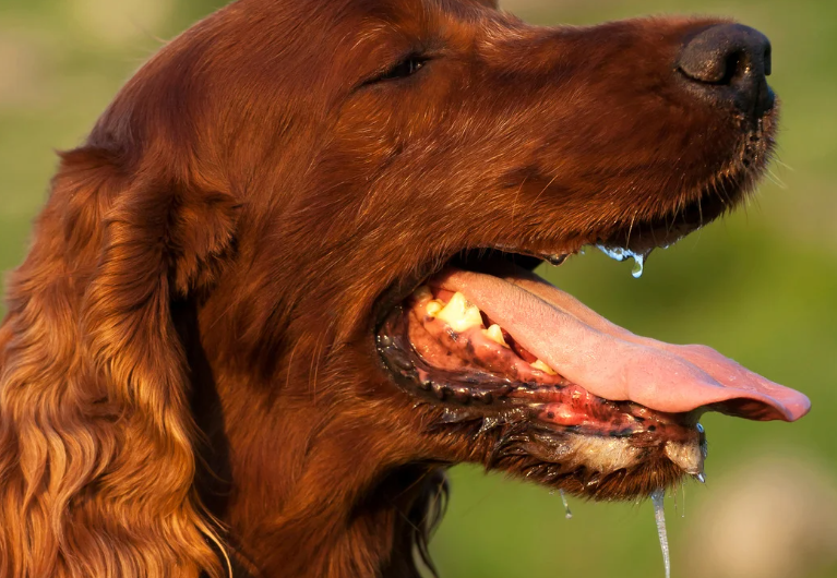 Saliva de cães pode transmitir bactérias perigosas e representar riscos à saúde humana