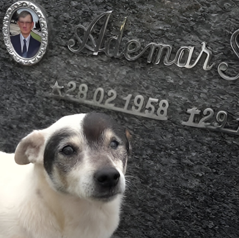 Branquinho, o cão fiel que visita todos os dias o túmulo do tutor no RS