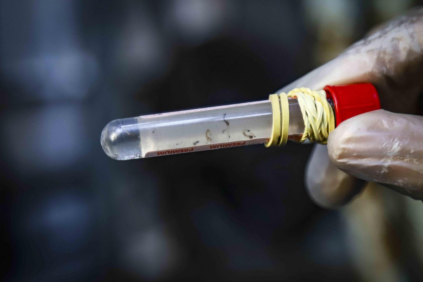 Dengue causa 30 mortes no RS em 2025; Porto Alegre lidera número de óbitos