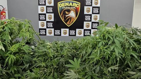 Homem é preso com mais de 100 pés de maconha e óleo de canabidiol em Camaragibe