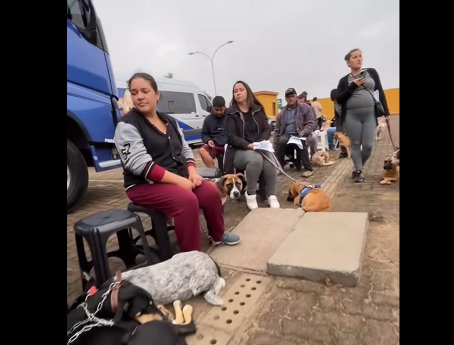 Castração gratuita em Eldorado do Sul disponibiliza 300 vagas para cães e gatos nos dias 2 e 3 de agosto