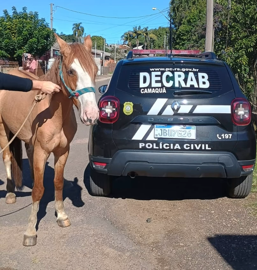 Égua da raça crioula é recuperada em Butiá durante nova fase da Operação Bolicho