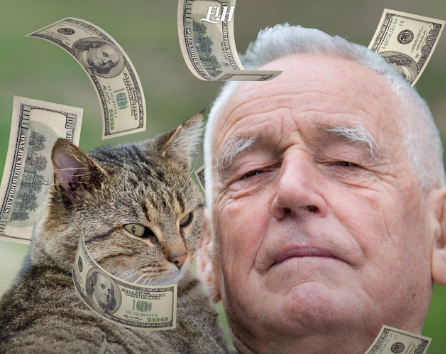 Idoso de 82 anos oferece herança a quem cuidar de sua gata para sempre