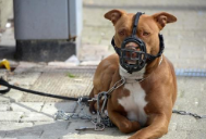 Santa Catarina proíbe criação, venda e circulação de pitbulls