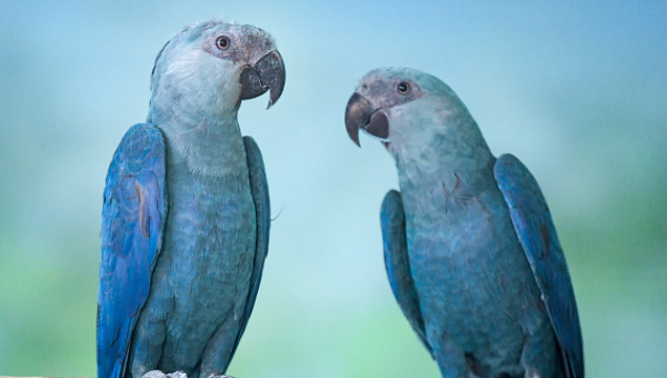 Ararinha-azul retorna à natureza após 20 anos extinta na vida selvagem