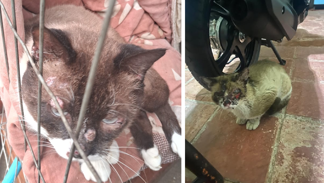 Butiá registra 139 casos da doença Esporotricose em gatos e 22 em humanos