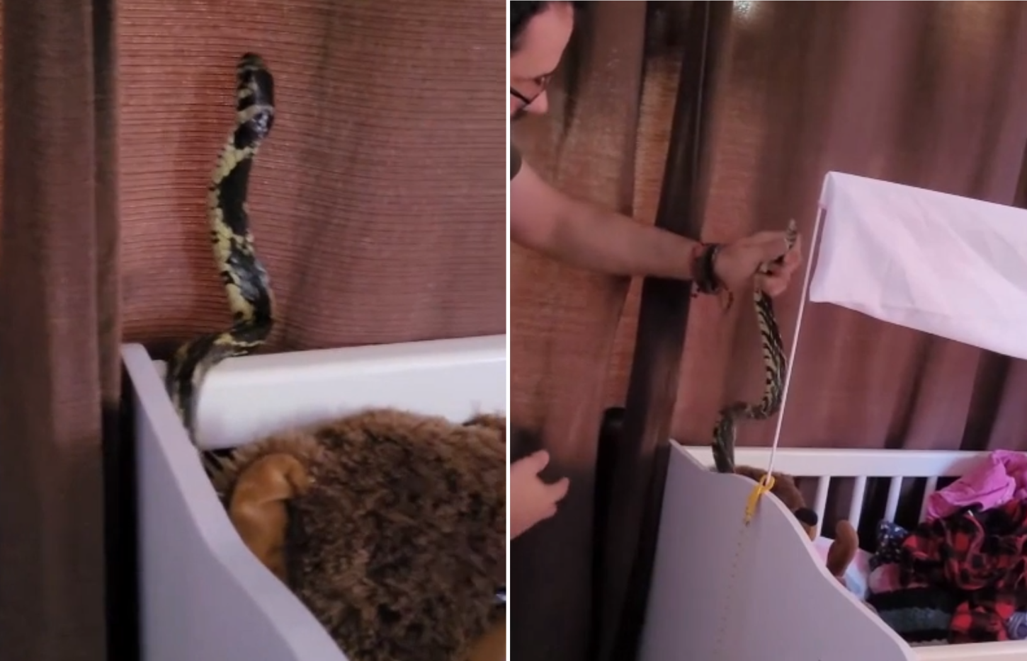 Cobra é encontrada dentro de berço em residência de Jaraguá do Sul em SC