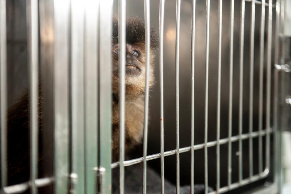 Governo do RS lança programa para voluntários cuidarem de animais silvestres apreendidos