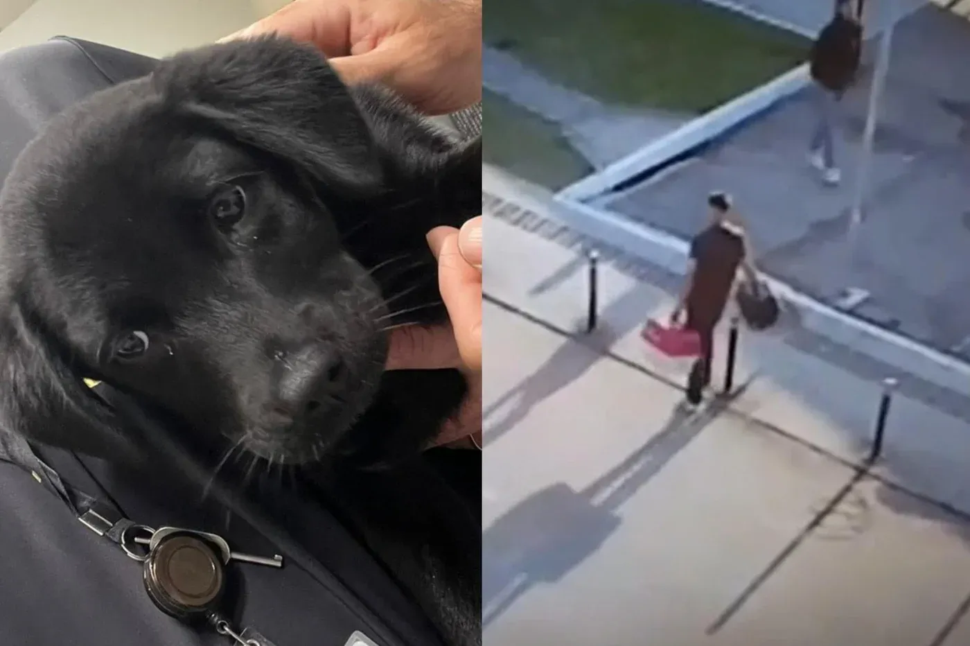 Homem é preso após abandonar filhote no Aeroporto de Florianópolis